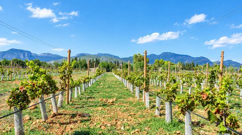 Excepcional Parcela de Viñedo con Licencia Aprobada para Construcción de Villa de Lujo