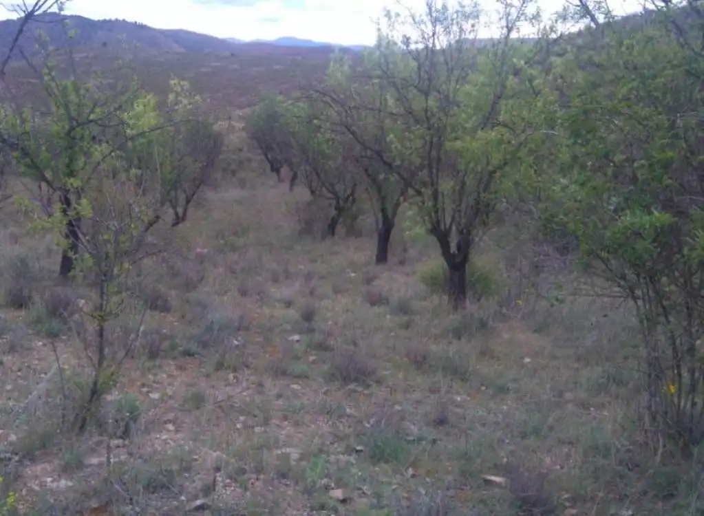 Terreno rustico in vendita a BORBOJON, imagen 4