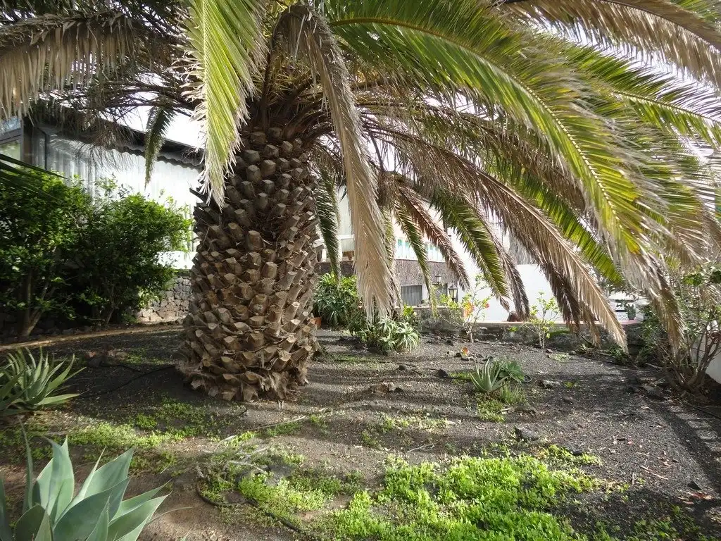Garden of Houses for sale in Teguise  with Private garden, Terrace and Storage room