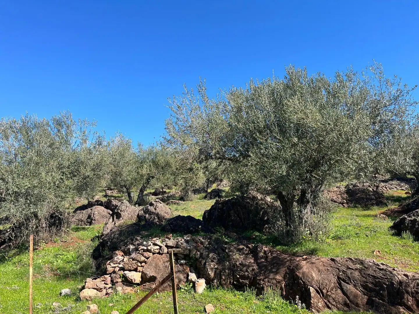 Terreni e lotti in vendita a Zufre, imagen 18