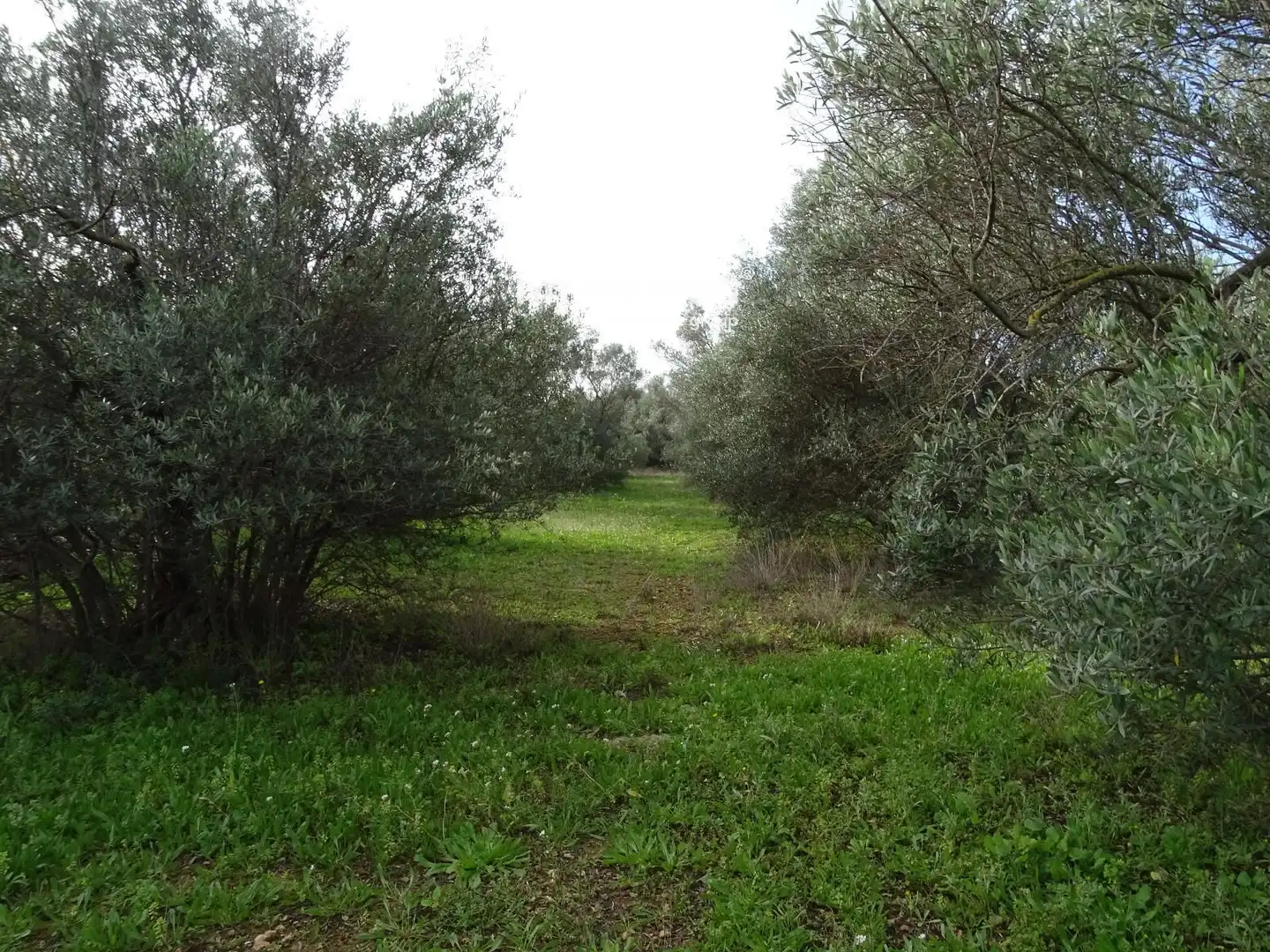 Terrain résidentiel à vendre à 16, imagen 12