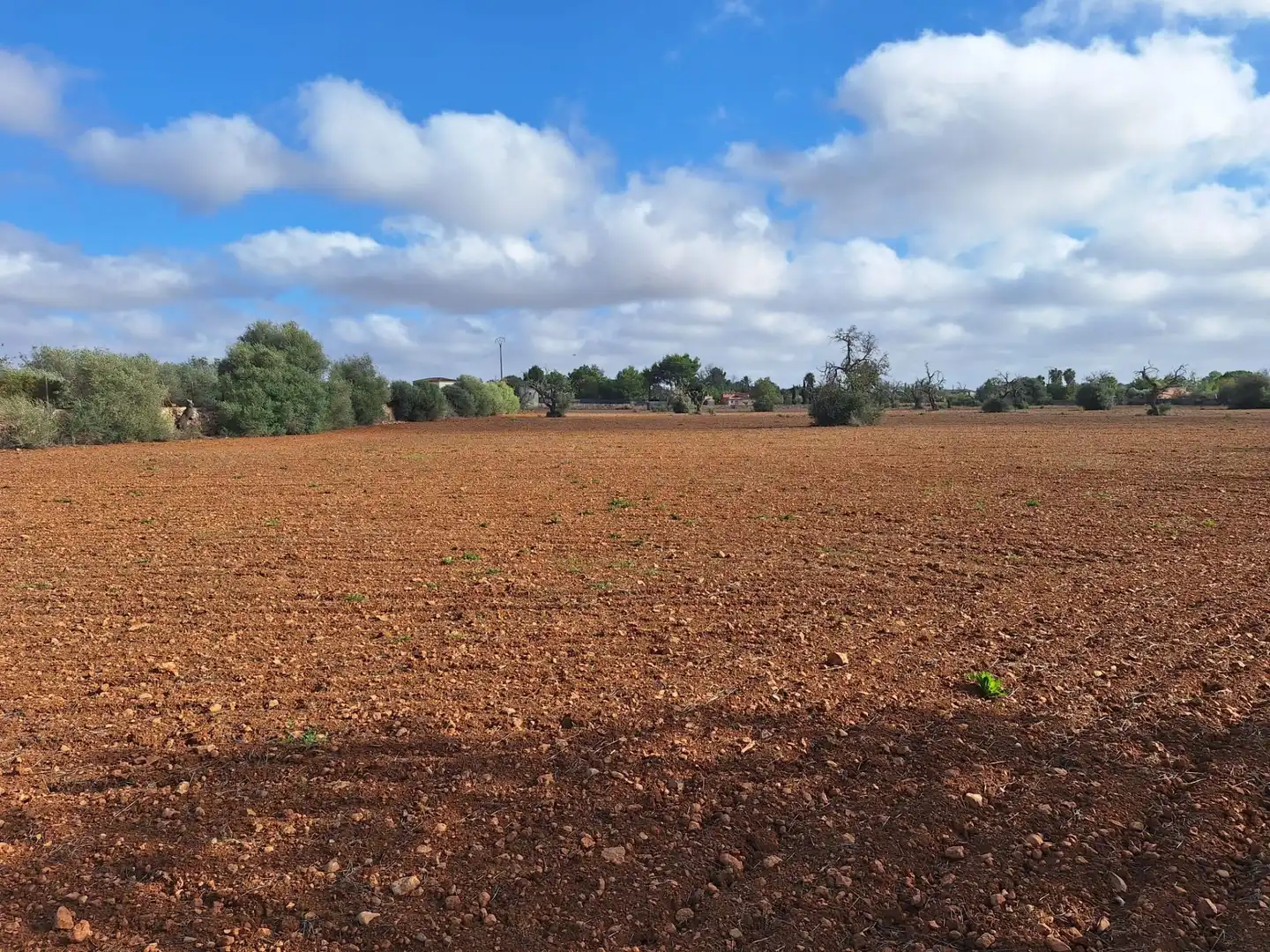 Terreno rustico in vendita a Llucmajor pueblo, imagen 3