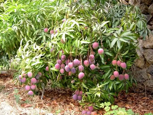 Jardín de Finca rústica en venta en Vallehermoso con Aire acondicionado, Calefacción y Jardín privado