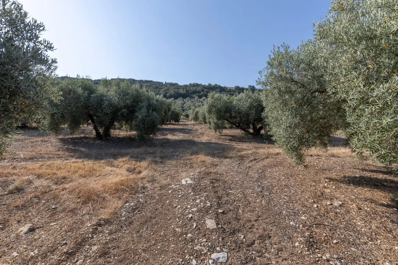 Terreni e lotti in vendita a Lugar Lugar del Cortijo Aguadero, imagen 5