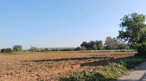 Foto 3 de Terreno en venta en Campos poble, Campos