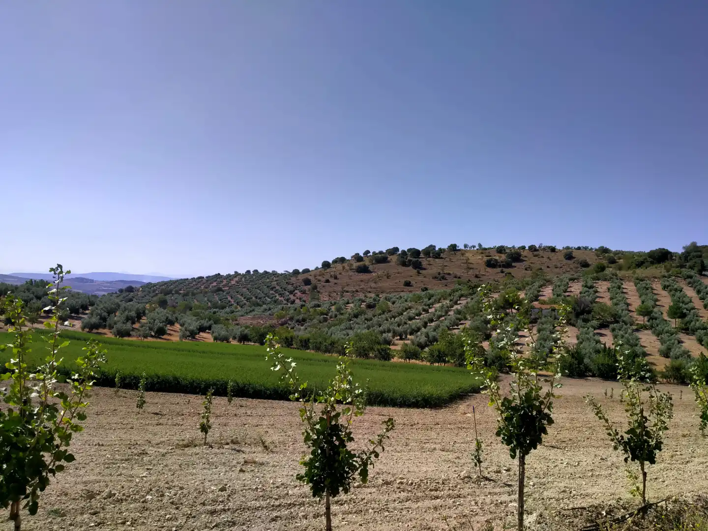 Rural land for sale in Calle Medina del Campo, imagen 25