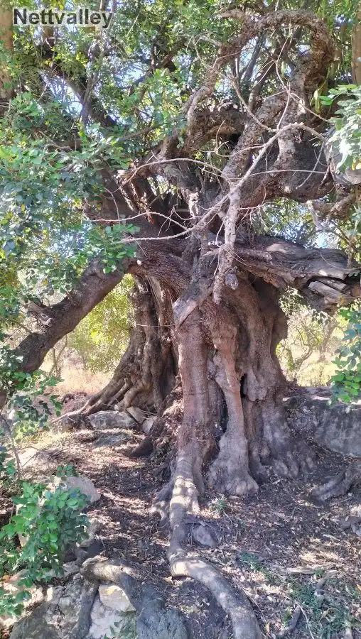 Terreni e lotti in vendita a LOMA DEL MEDIO, imagen 14