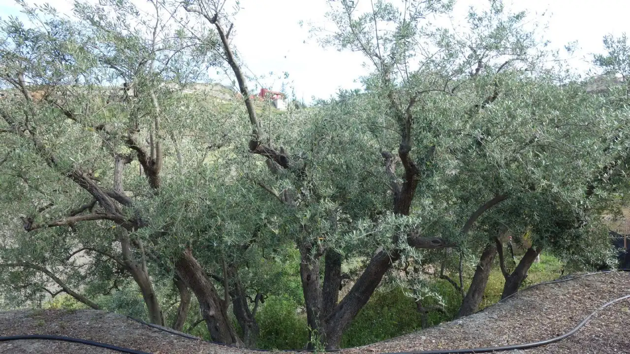 Jardí de Finca rústica en venda en Molvízar