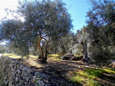 Terreno rustico in vendita a Yunquera