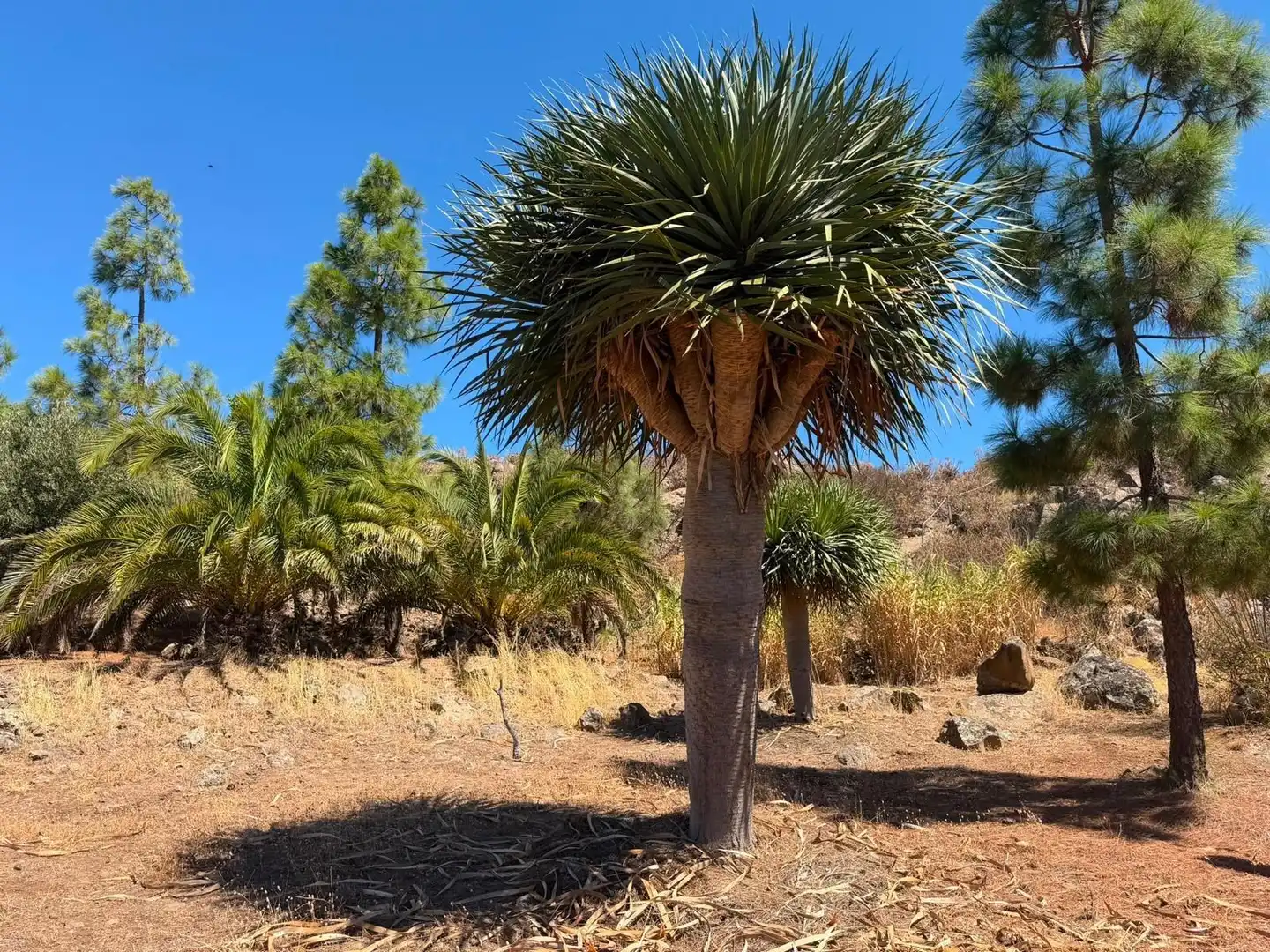 Jardín de Finca rústica en venta en Telde con Aire acondicionado, Calefacción y Jardín privado