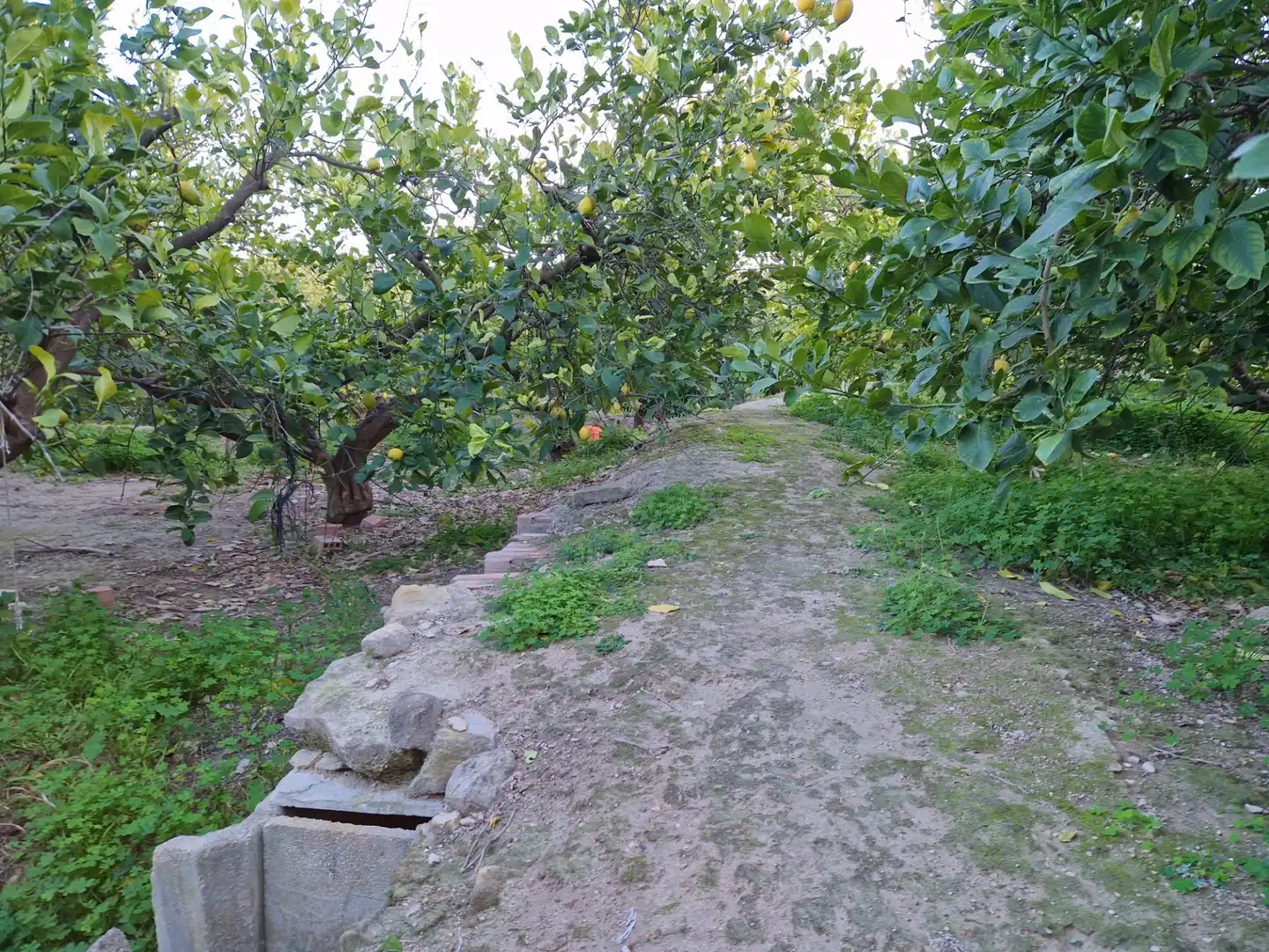 Land for sale in Villanueva del Río Segura