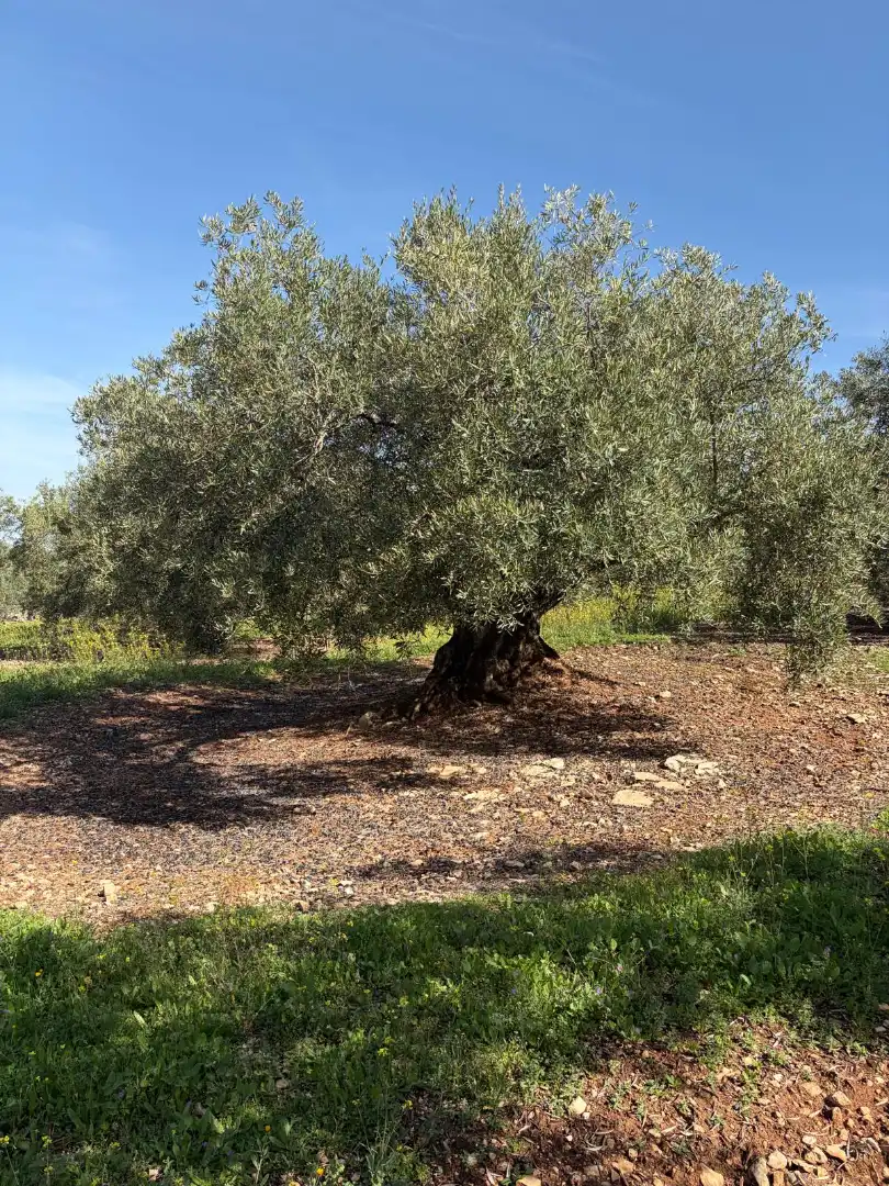 Terreno rustico in vendita a Cabra, imagen 5