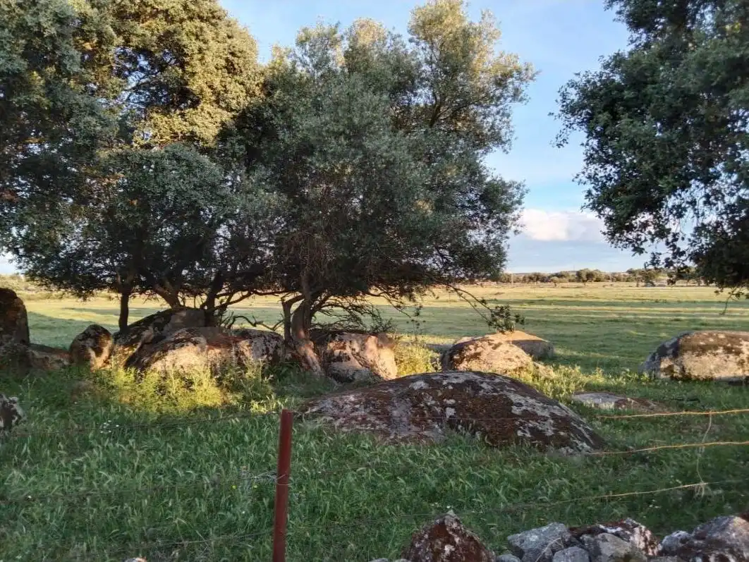Land for sale in Ceclavín