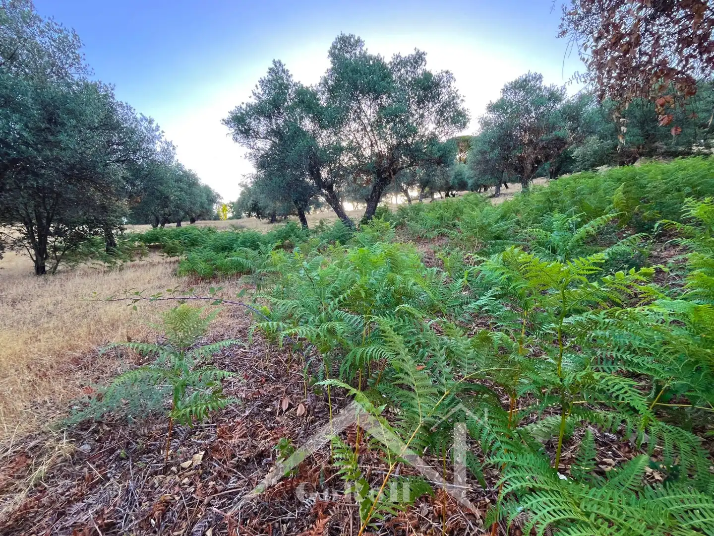 Land for sale in Constantina