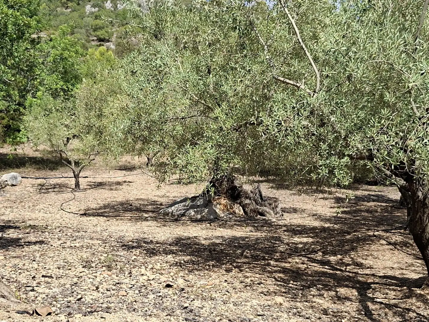 Terreno rustico in vendita a Partida del Mas d'en Civill, imagen 22