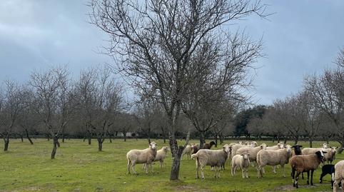 Photo 2 of House or chalet for sale in Carretera Malpartida, Zona Sur - Av. de España - San Miguel, Plasencia