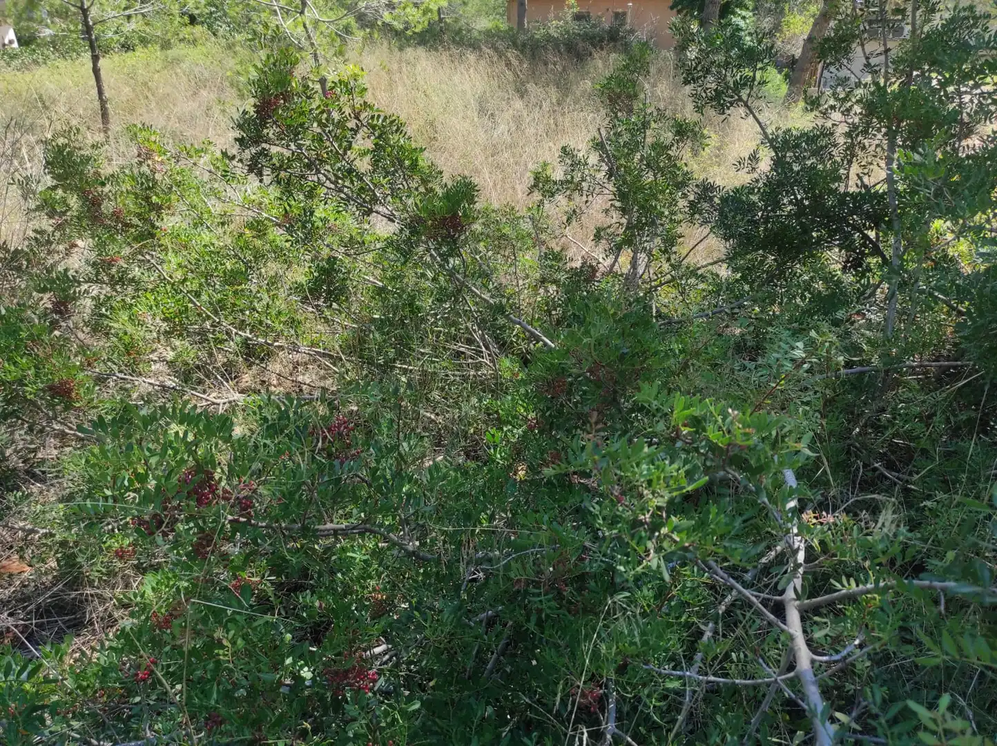 Residential land for sale in Olivella, imagen 5