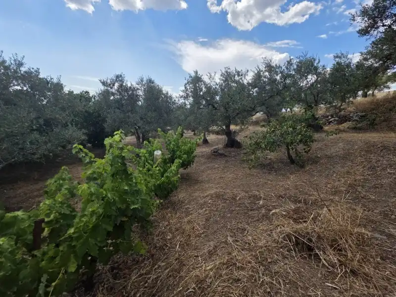 Terreni e lotti in vendita a Miralvalle - Av. Virgen del Puerto - La Data, imagen 12