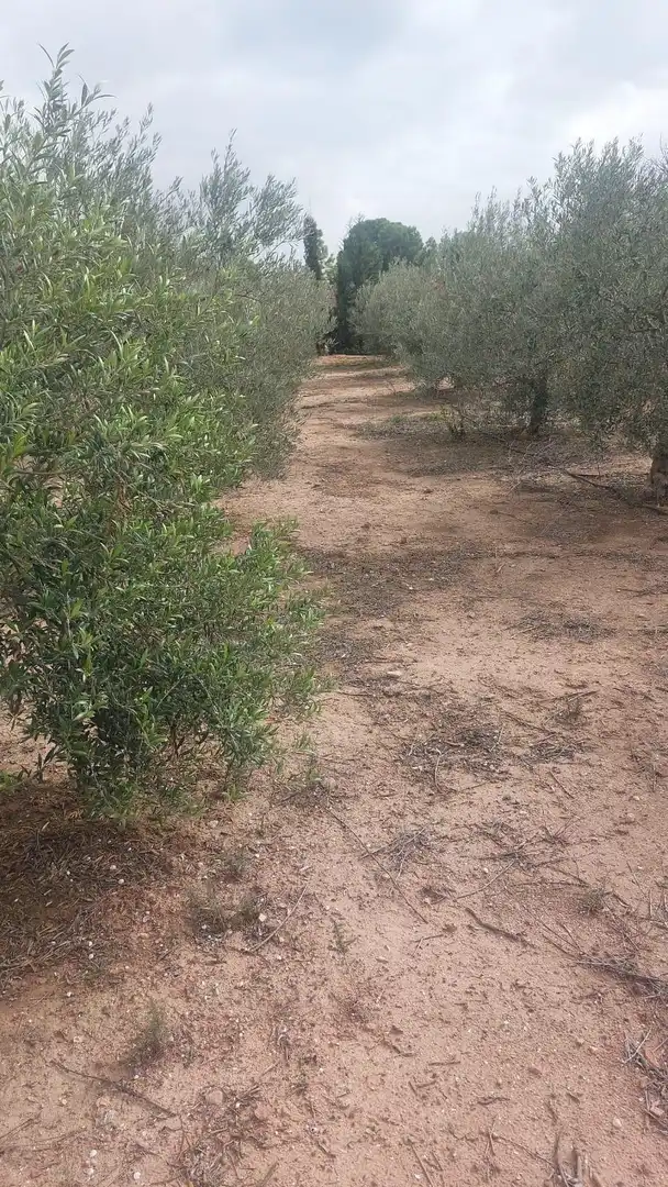 Finca rústica en venda en Alhama de Murcia amb Jardí privat i Piscina