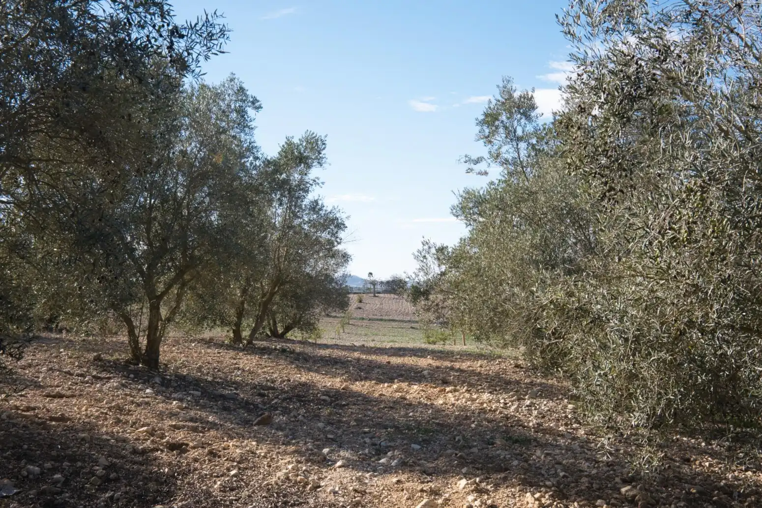 Haus zum Verkauf in Sineu - Carrer del Bisbe, imagen 28