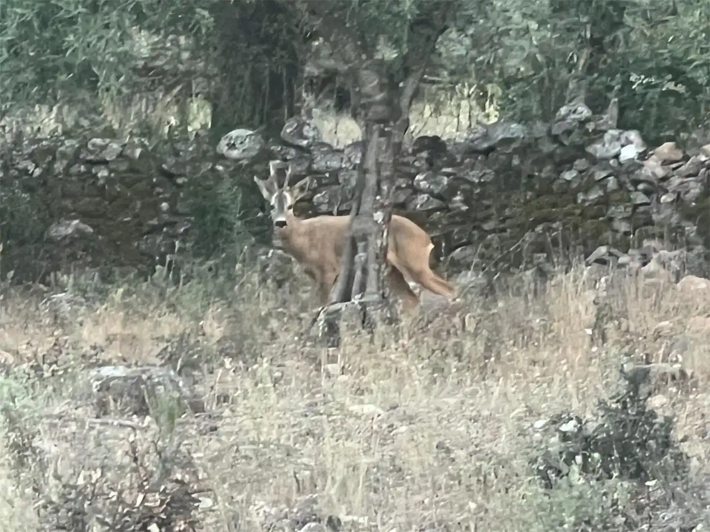 Vista exterior de Finca rústica en venta en Castañar de Ibor con Piscina