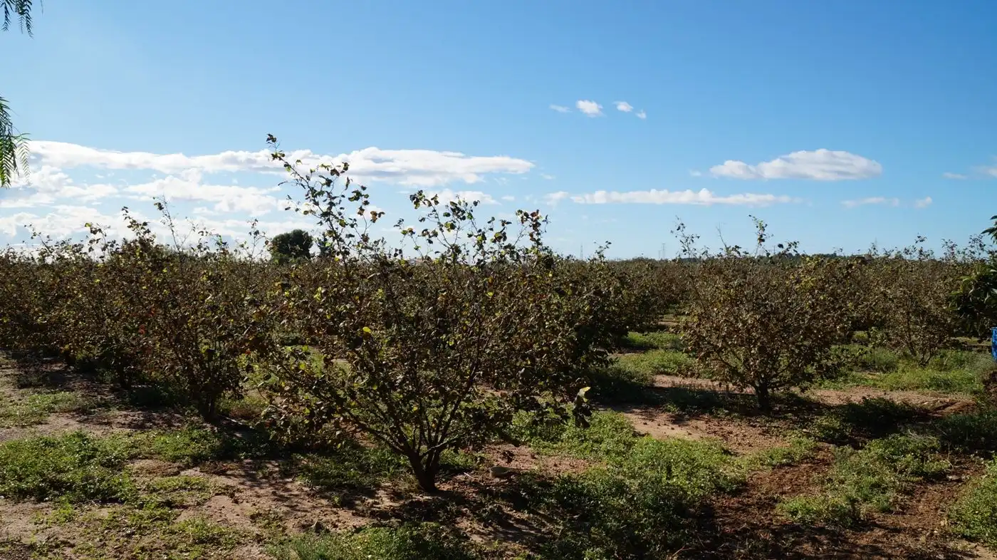Finca rústica en venda en Constantí amb Jardí privat, Terrassa i Moblat