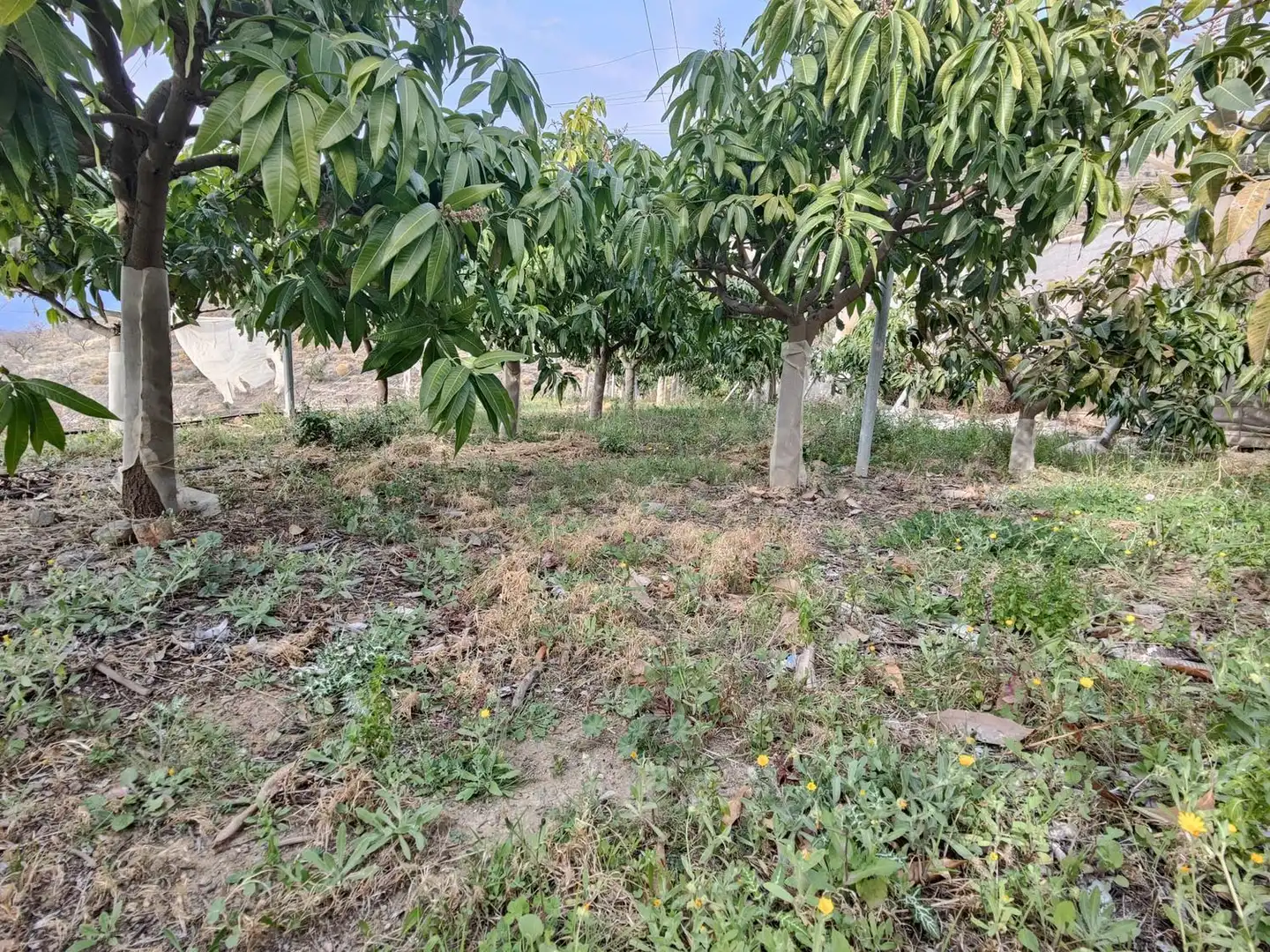 Rural land for sale in Itrabo, imagen 14