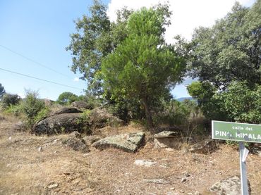 Wohnbaugrundstück zum Verkauf in El Tiemblo