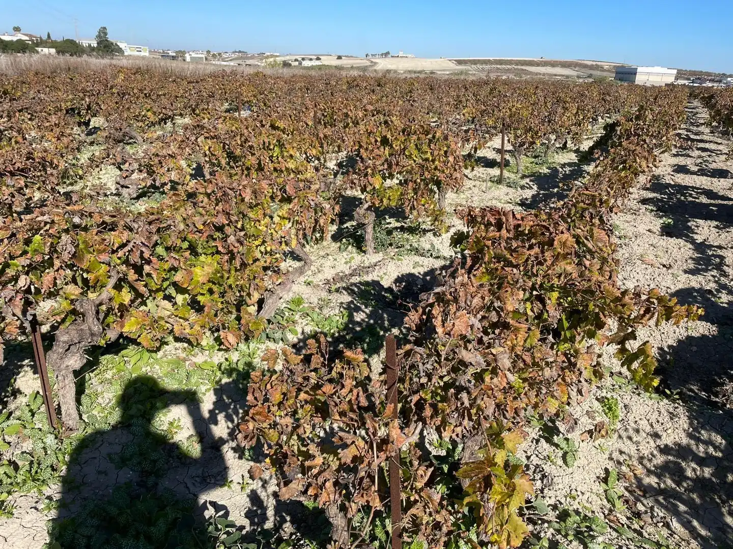 Rustikales Grundstück zum Verkauf in Centro - Calzada - Cabo Noval, imagen 3