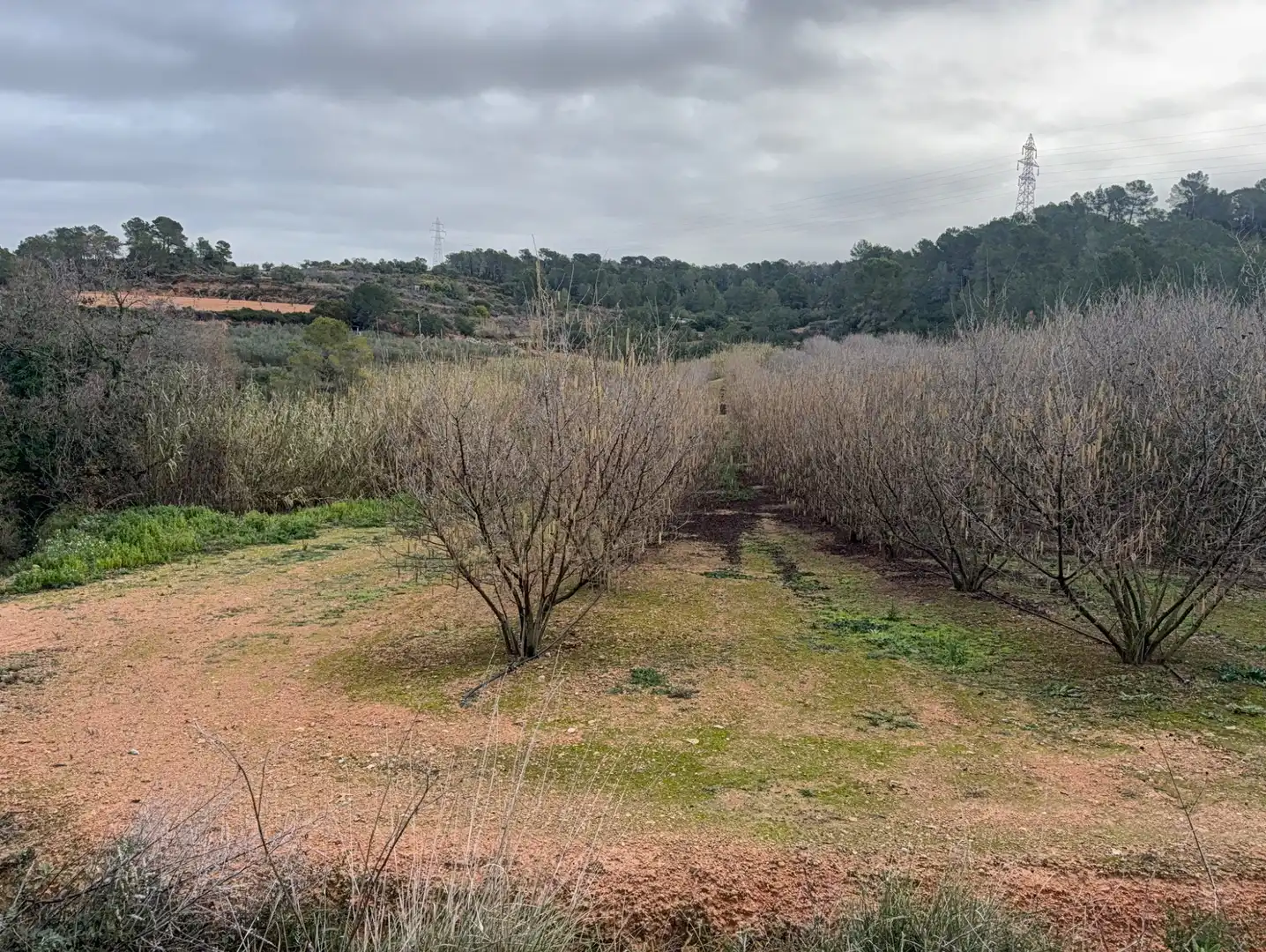 Terrain rustique à vendre à Carretera a la Maso 1G, imagen 7