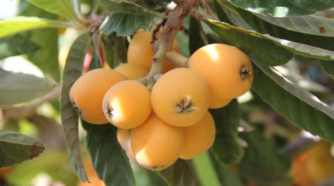 Foto 5 von Grundstücke zur Miete in San Miguel,  Murcia Capital