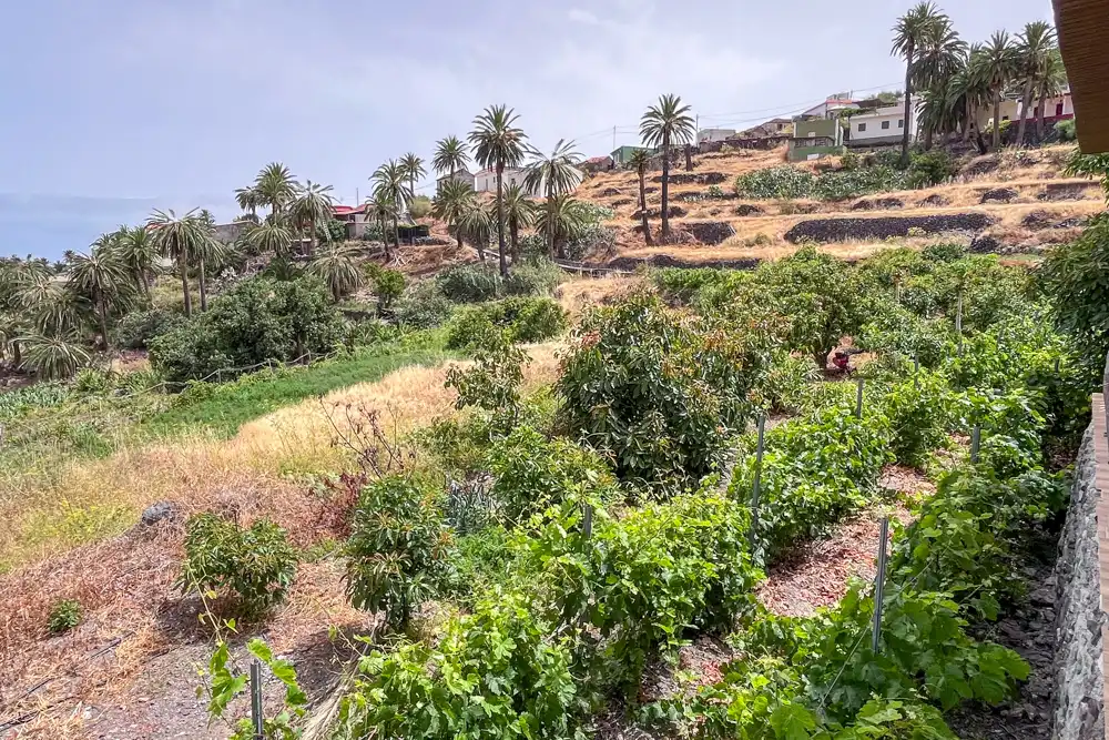 Jardí de Finca rústica en venda en Vallehermoso amb Terrassa