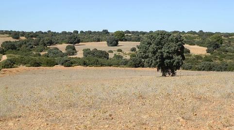 Photo 5 of Land for sale in San Antonio Abad, Albacete