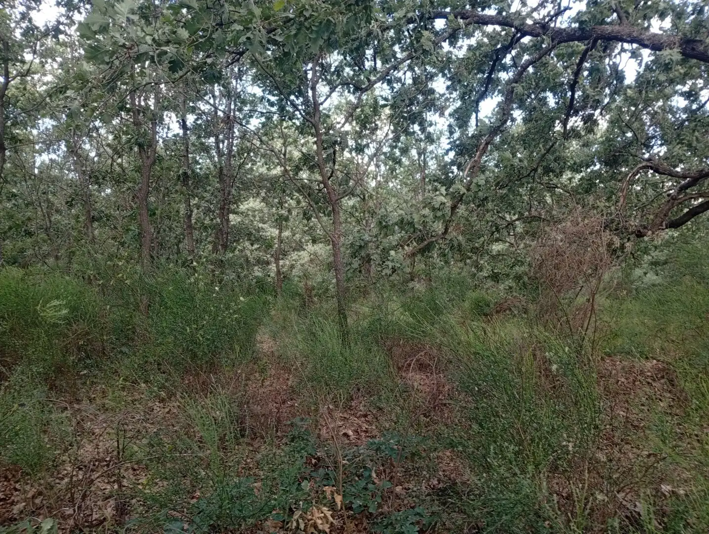 Terreni e lotti in vendita a Losar de la Vera, imagen 53