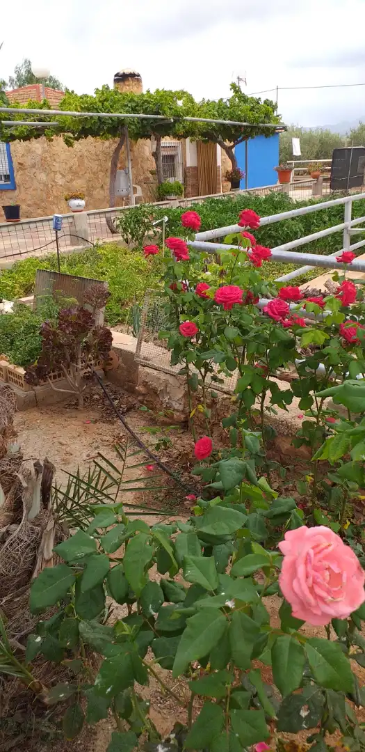 Jardí de Casa o xalet en venda en Fuente Álamo de Murcia amb Traster, Moblat i Piscina comunitària
