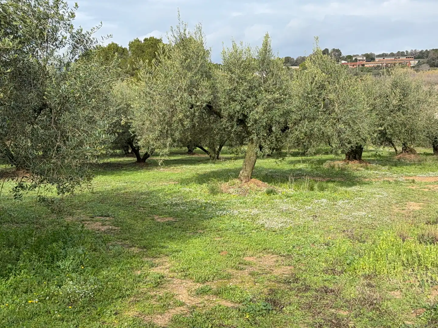 Terrain rustique à vendre à Camí de Vallmoll a Valls 17