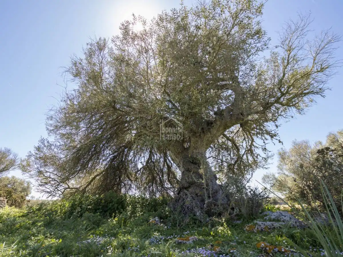 Casa rústica amb jardí en venda a Sant Climent - Es Canutells, imagen 52