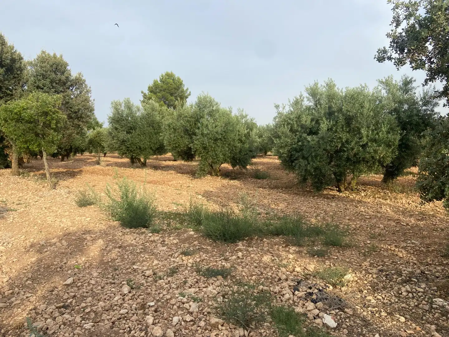 Casa o chalet en venta en Ciudad Real con Aire acondicionado, Calefacción y Jardín privado