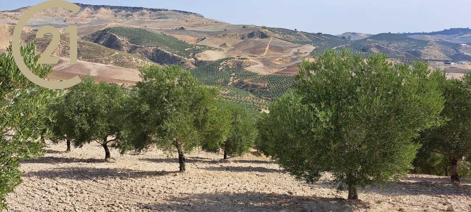 Terreno en venta en MA-8407, 2, Montecorto