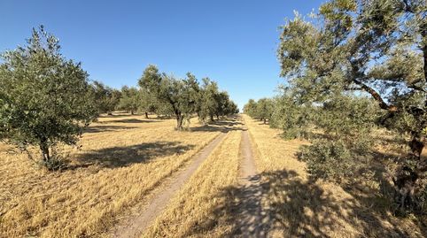 Foto 2 de Finca rústica en venta en La Palma del Condado, Huelva