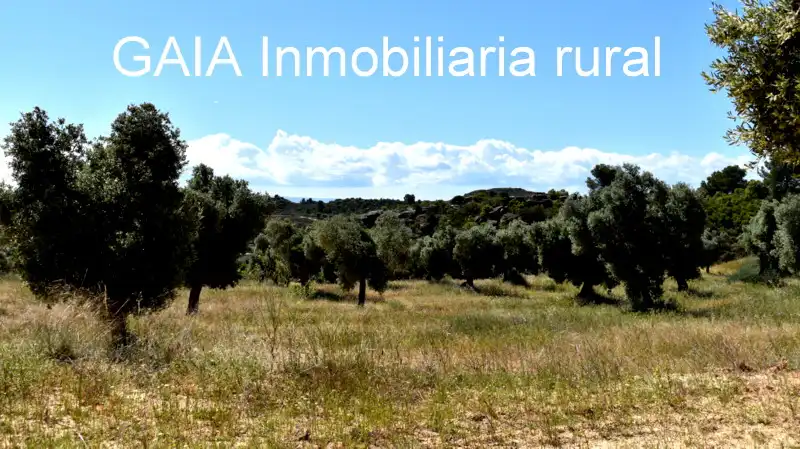 Finca rústica en venta en Maella