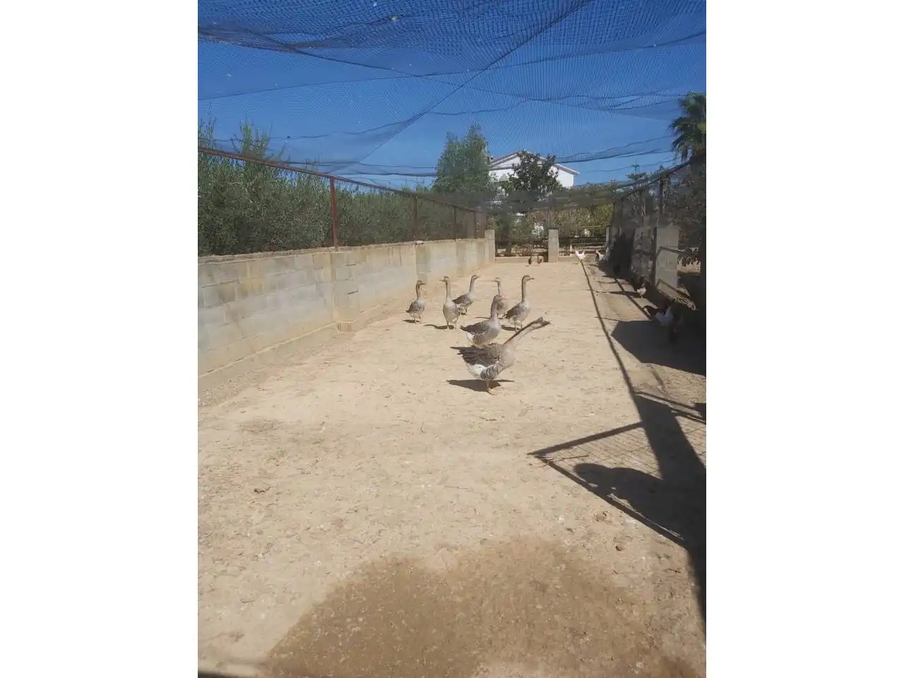 Casa rustica con piscina in vendita a Valls, imagen 26