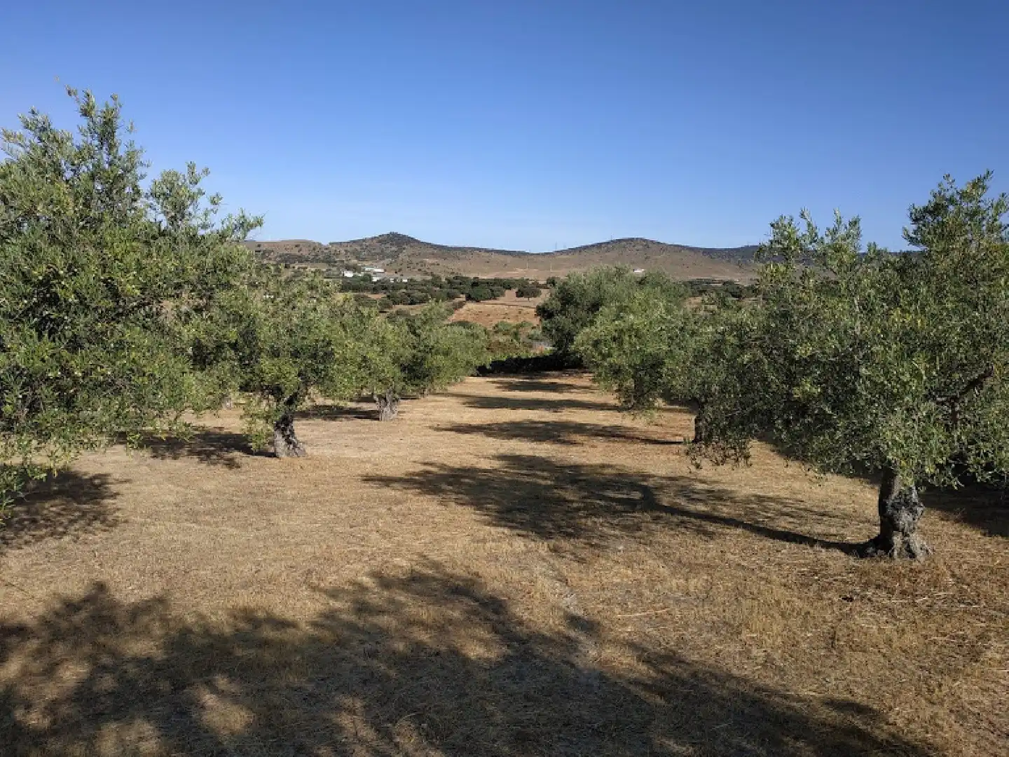 Terreni e lotti in vendita a Malpartida de Plasencia, imagen 2