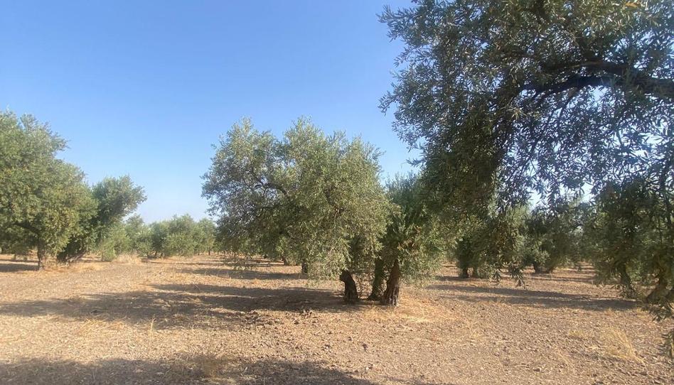 Foto 1 de Residencial en venda a La Puebla de Cazalla, Sevilla