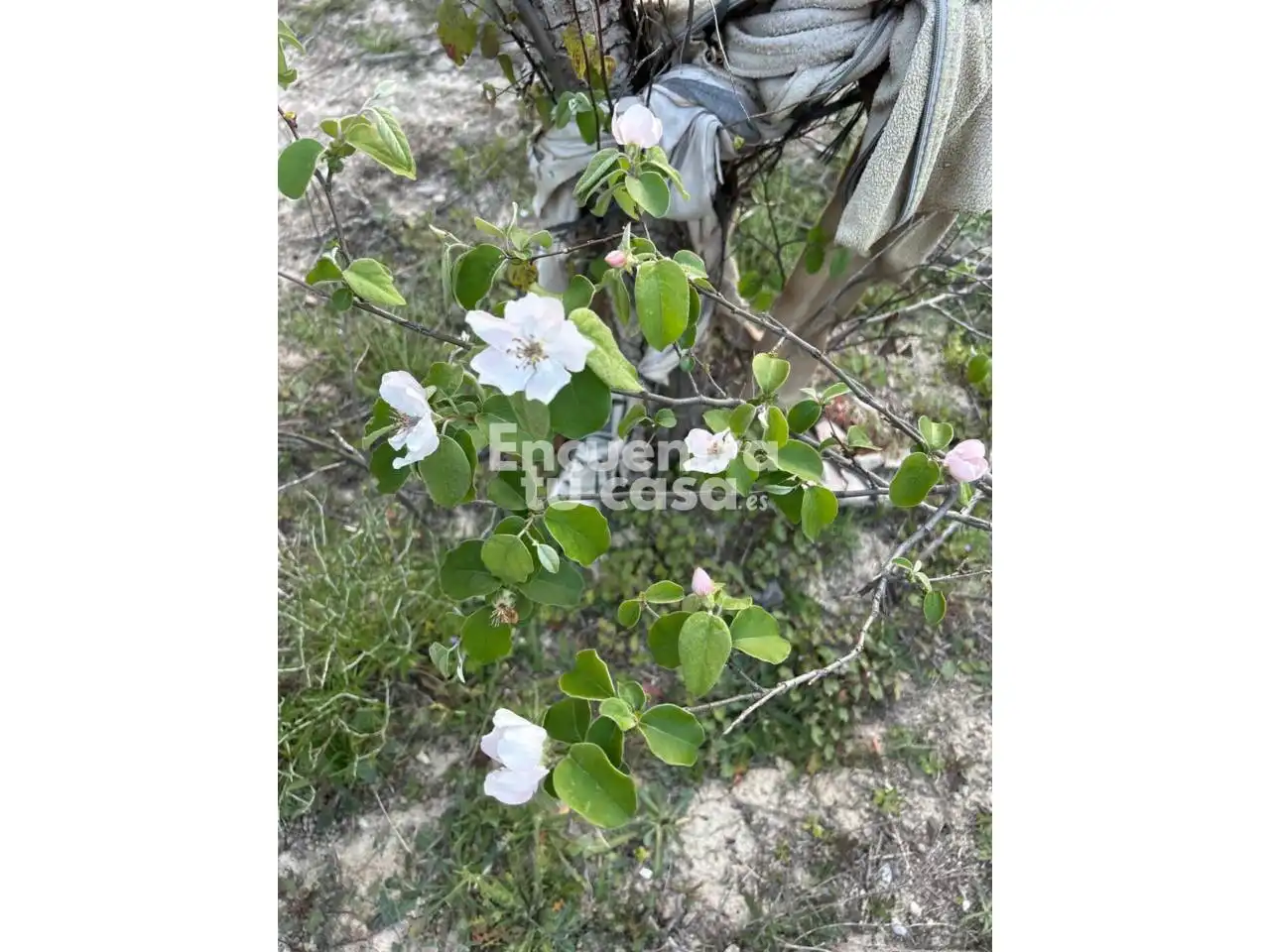 Jardín de Terreno en venta en Villajoyosa / La Vila Joiosa