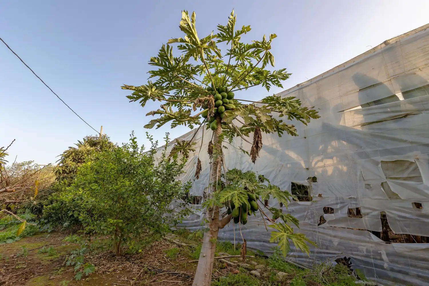 Jardín de Residencial en venta en Arucas