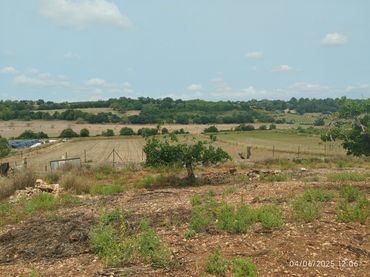 Rural land for sale in Ariany