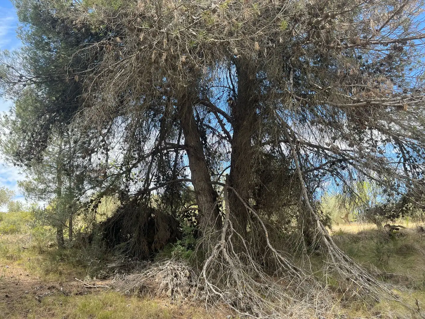 Terreni e lotti in vendita a Cretas, imagen 13