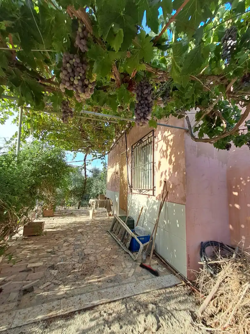 Vista exterior de Finca rústica en venta en Berja