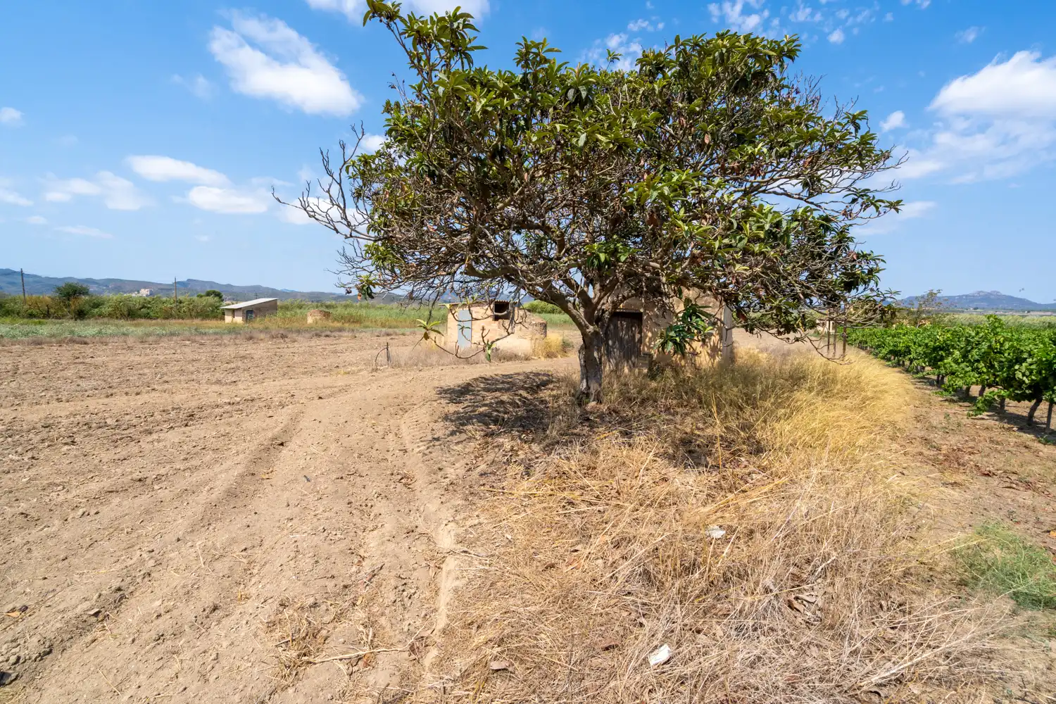 Rural land for sale in Ginestar, imagen 8